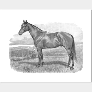 Horse Breed Black & White Illustration Posters and Art